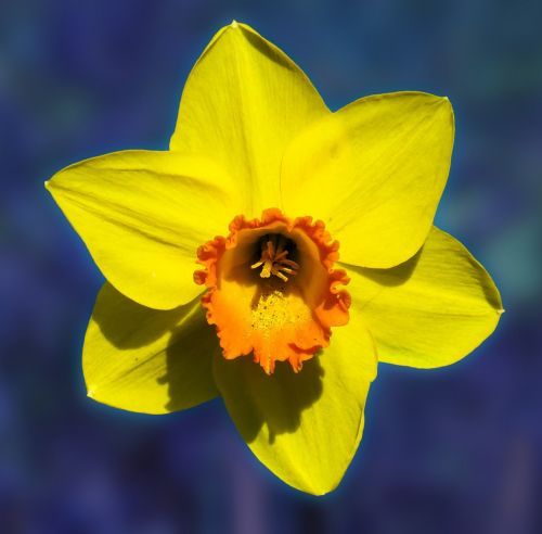 flower narcissus blossom