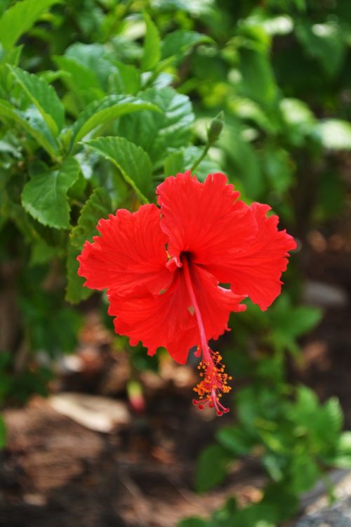 flower hibiscus beautiful