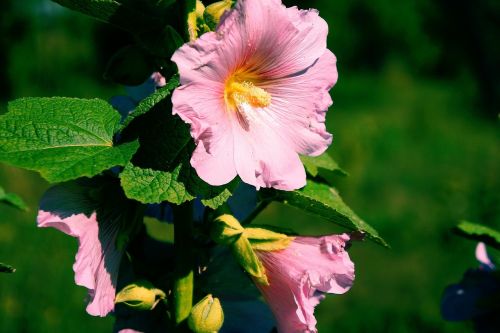 flower mallow pink