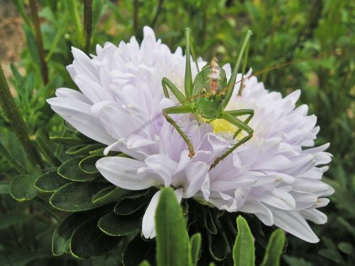 flower grasshopper green