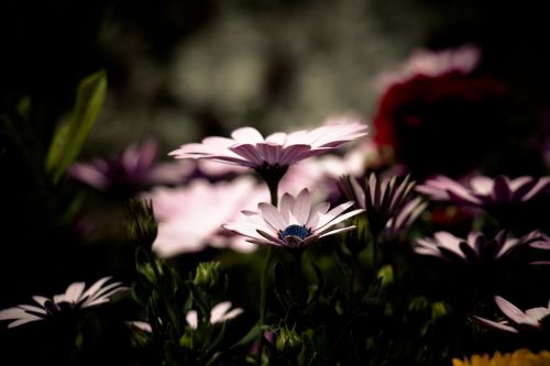 african daisy flower filter