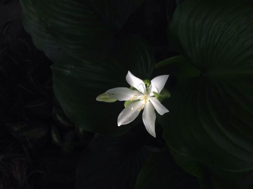 flower white green