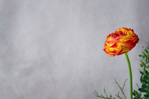 flower ranunculus blossom
