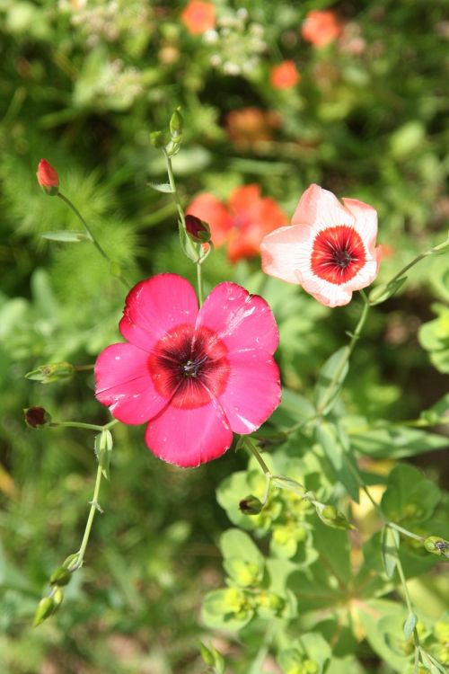 flower petals garden