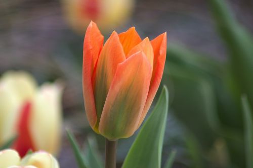 flower plant tulip