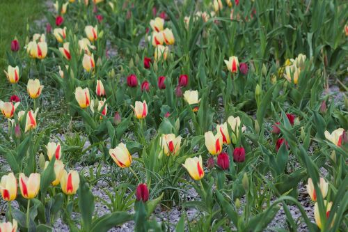 flower tulip field