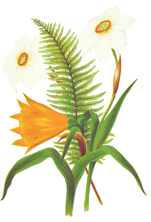 flower orange flower fern