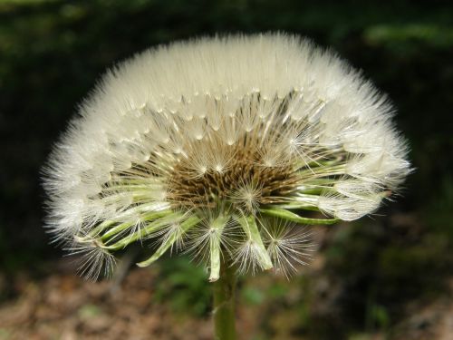 flower dandelion seeds