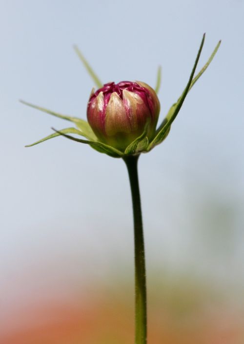 flower rod plant