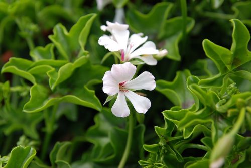 flower geranium petals