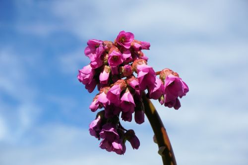 flower flowers nature