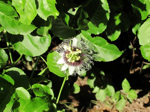 flower passion flower nature