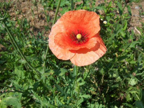 flower poppy flowers