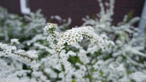 flower white nature