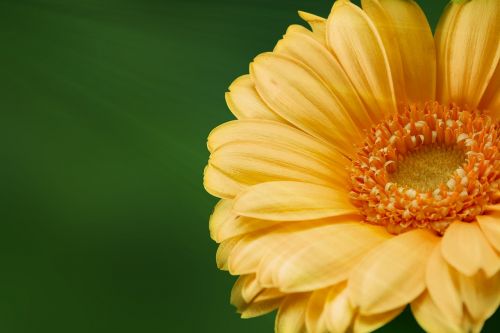 gerbera flower nature