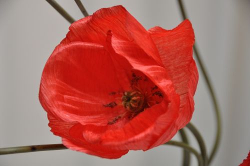 flower poppy red