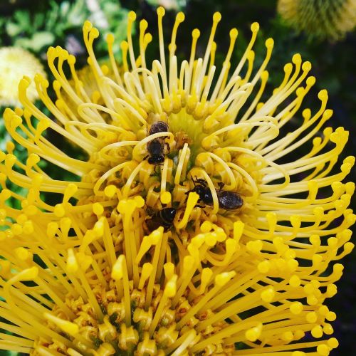 flower bee nature