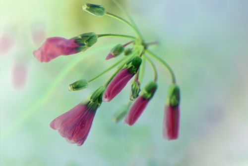 flower plant blossom