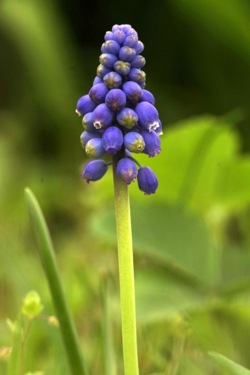 flower blue single