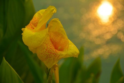 canna flower orchid