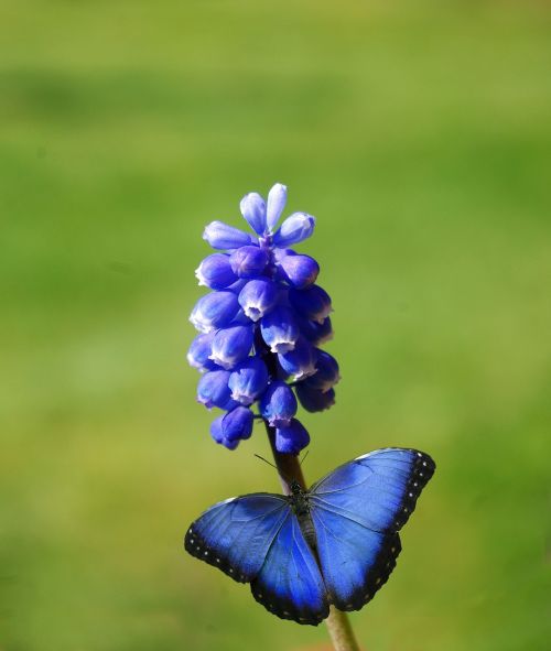 flower plant butterfly