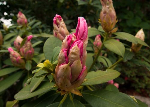 flower bud rhododendron