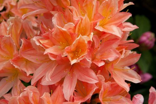 flower rhododendron flower garden