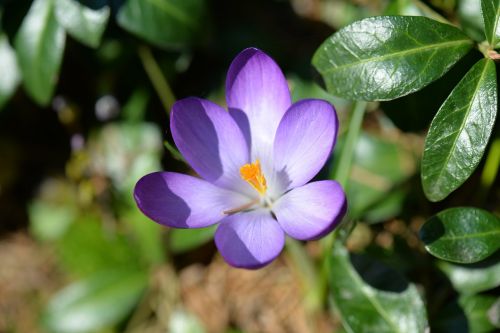 flower crocus violet