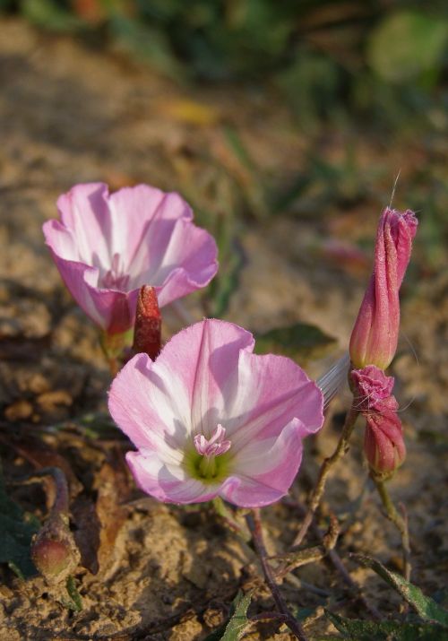flower pink field bindweed
