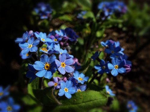 blue flower flower blue