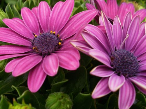 flower daisy purple