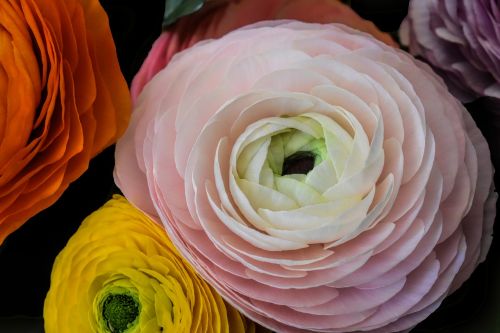 flower buttercup pink