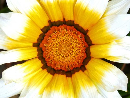 flower detail pollen