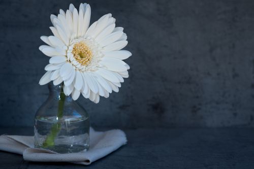 flower white flower blossom