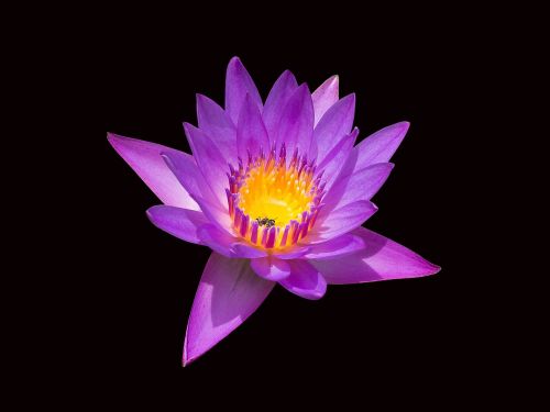 lotus flowers flower