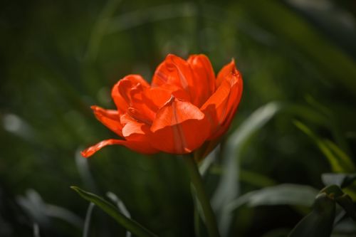 flower tulip blossom