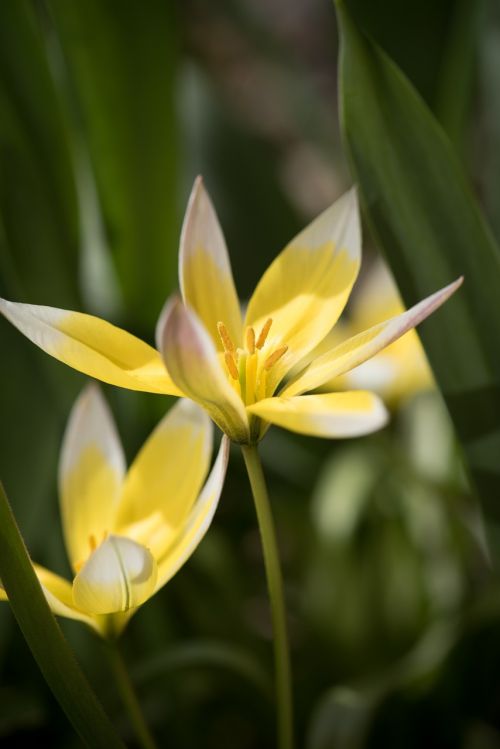 flower plant blossom