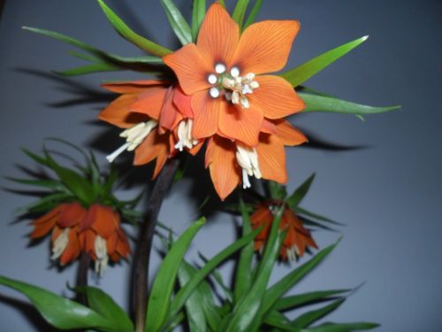 easter flower fritillaria imperialis mr tear