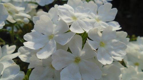 flower macro plant