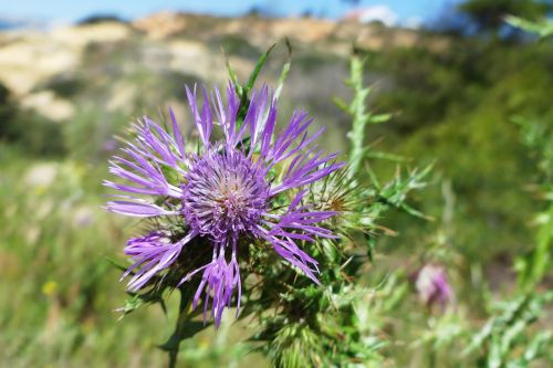 flower thistle spring