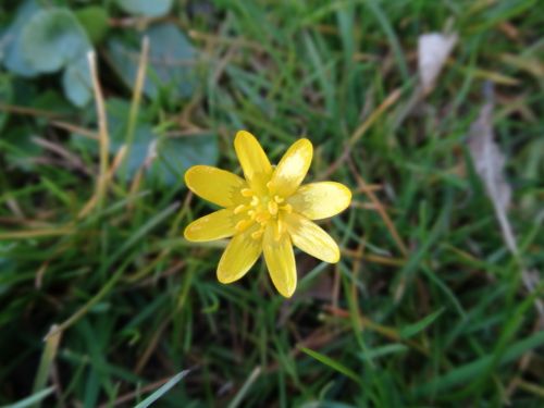 yellow star spring flower