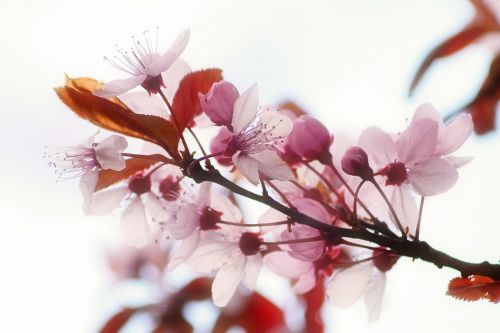 flower blossoming garden