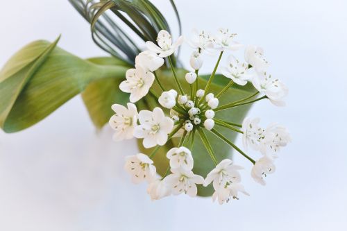 flower flowers white