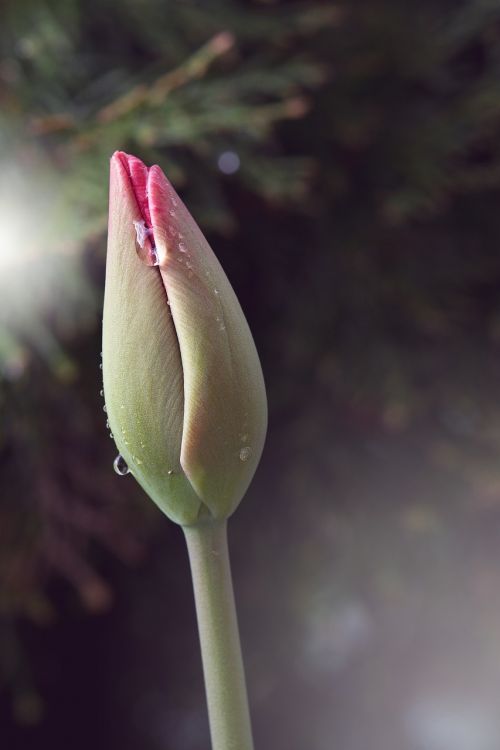 flower tulip pink