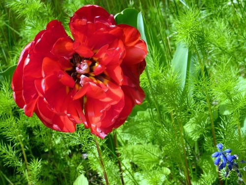 flower red nature