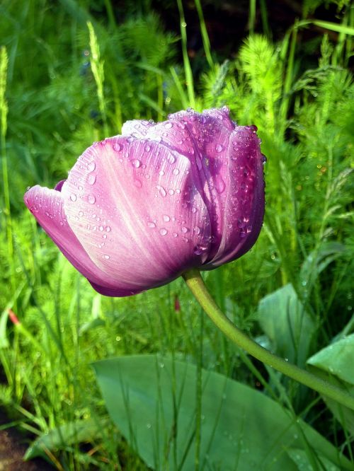 flower tulip pink