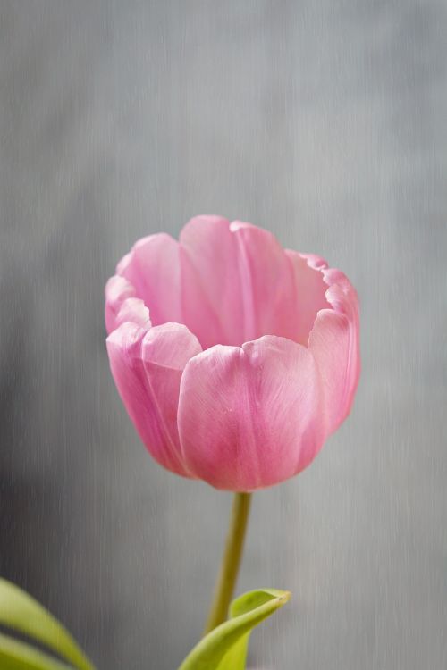 flower tulip blossom