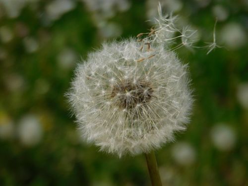 flower dandelion seeds