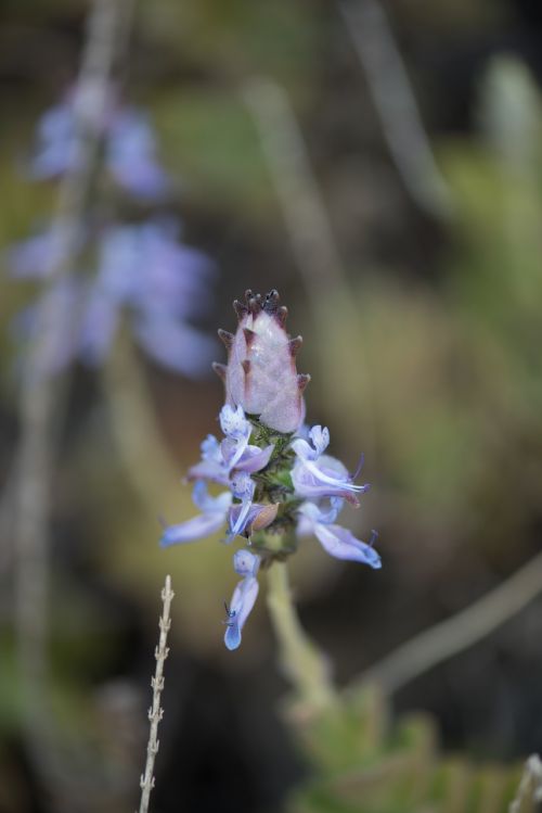 flower botanical botany