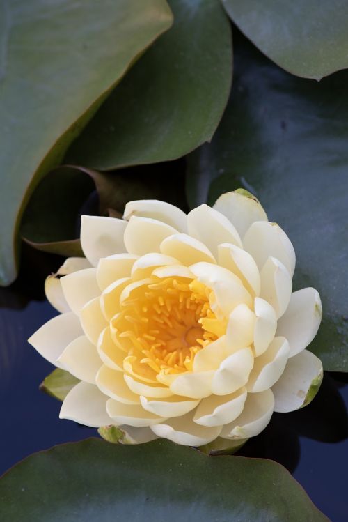 flower plant pond